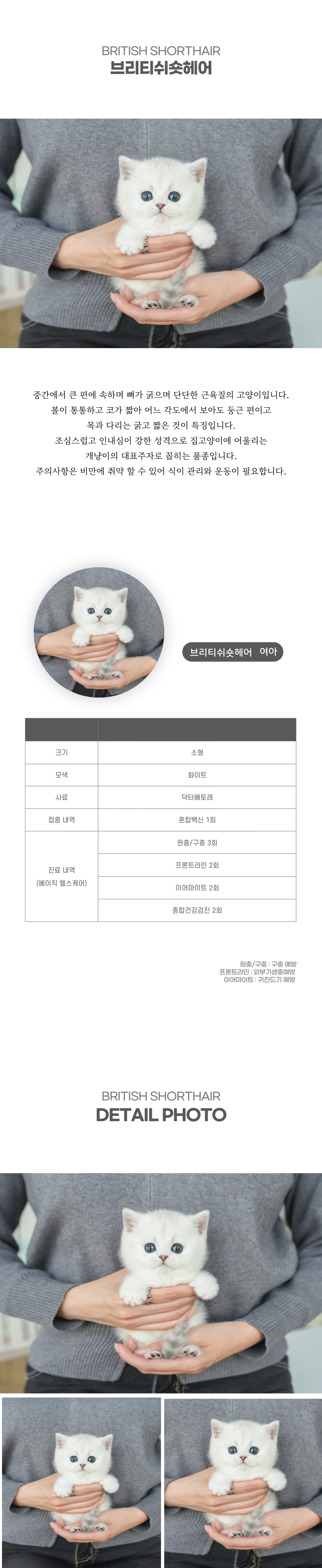 브리티쉬숏헤어_상세이미지_2